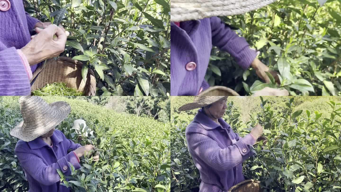 明前茶绿茶茶园浙江杭州采茶西湖龙井茶叶