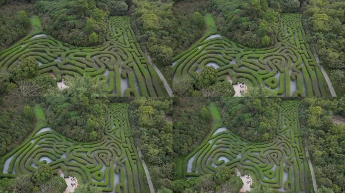 东莞大屏障森林公园的植物迷宫