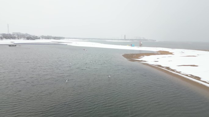 冬季 海滩 海鸟 生态 雪景