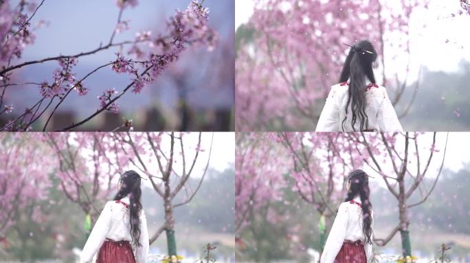 樱花实景拍摄4K