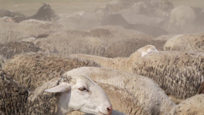 羊群一望无际的羊群羊群近景
