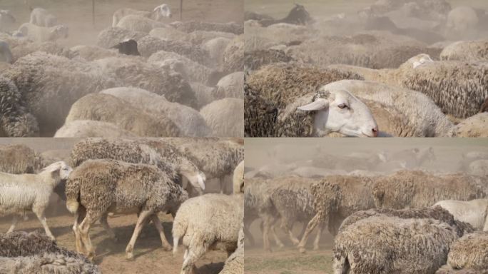 羊群一望无际的羊群羊群近景
