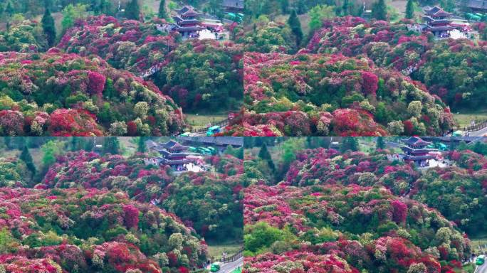 贵州毕节百里杜鹃景区航拍