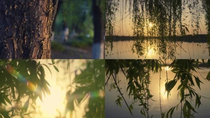 湖畔黄昏柳树视频素材