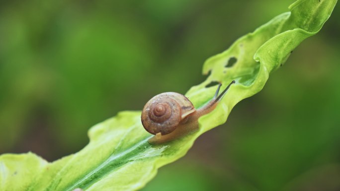 绿叶上爬行的小蜗牛