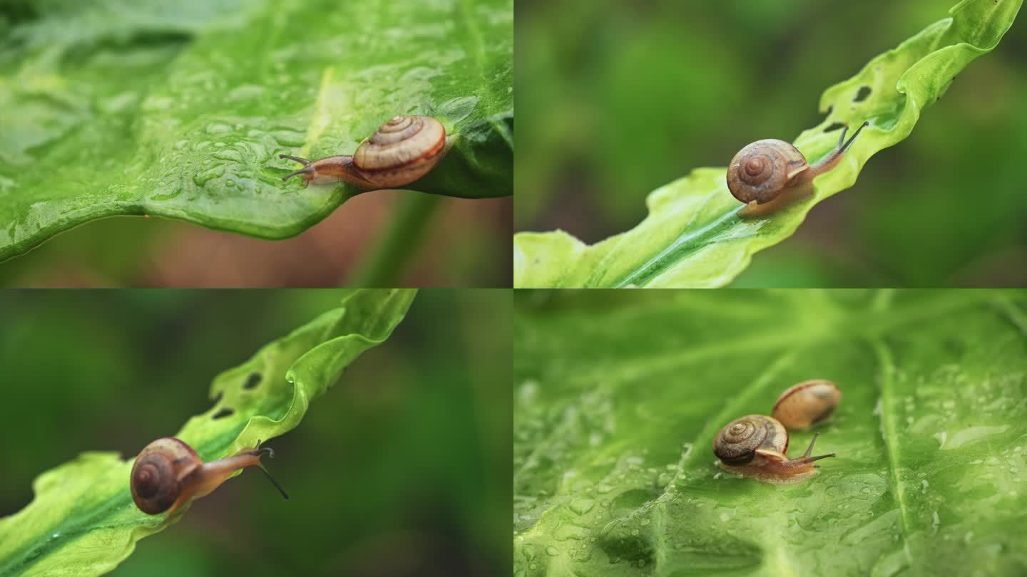 绿叶上爬行的小蜗牛