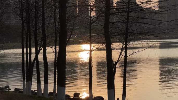 夕阳下在湖边散步