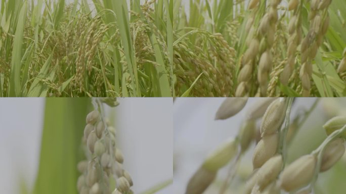 成熟的稻穗 水稻自然摆动 稻穗特写