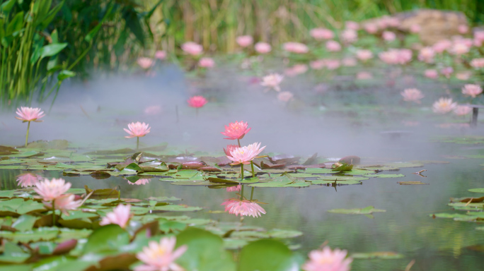 荷花 春天 意境 花 夏天 河流  阳光