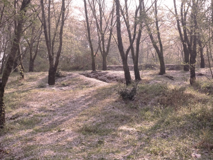 雨后满地落红的樱花园（5K)