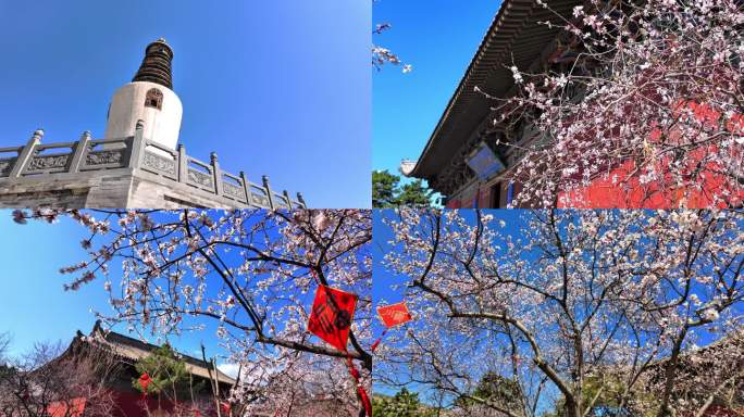 大同法华寺 桃花盛开 四月春天 旅游景点