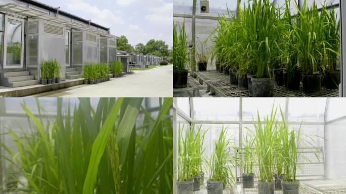 日光型人工气候室的水稻