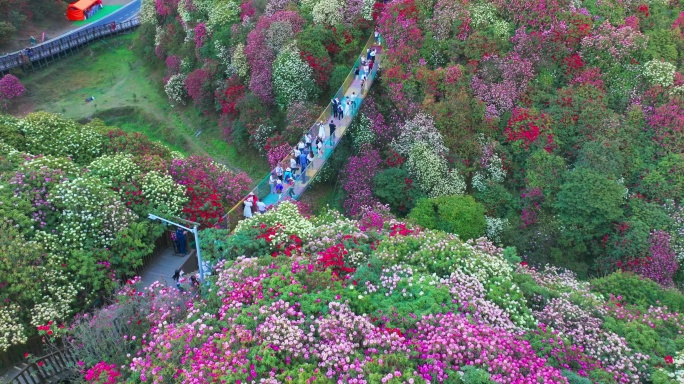 贵州毕节百里杜鹃景区航拍