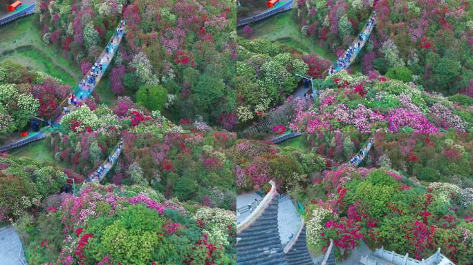 贵州毕节百里杜鹃景区航拍