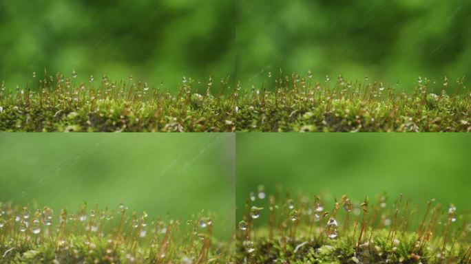 青苔 苔藓 雨水 雨滴 露珠 水珠