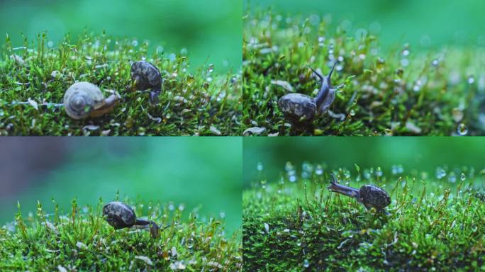 青苔小蜗牛绿色自然生命