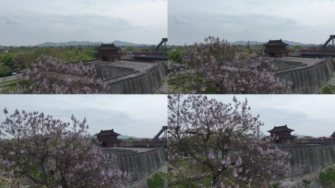 襄阳春天紫色泡桐花绽放开花城市自然风光
