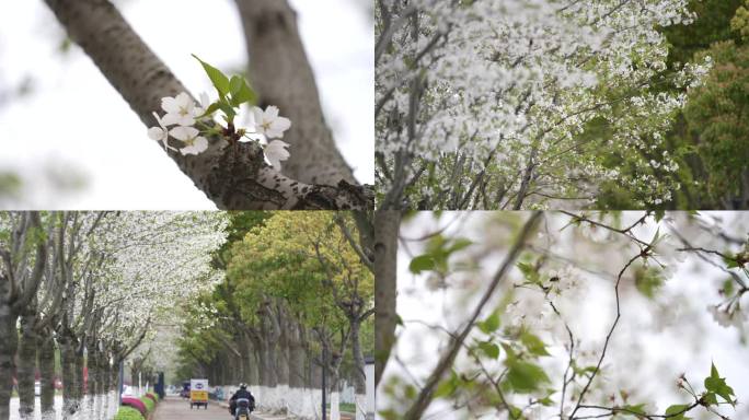 樱花飞舞