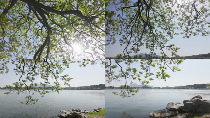 南京玄武湖公园阳光下绿叶繁茂的参天大树