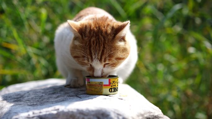 猫与蜜蜂一起吃罐头