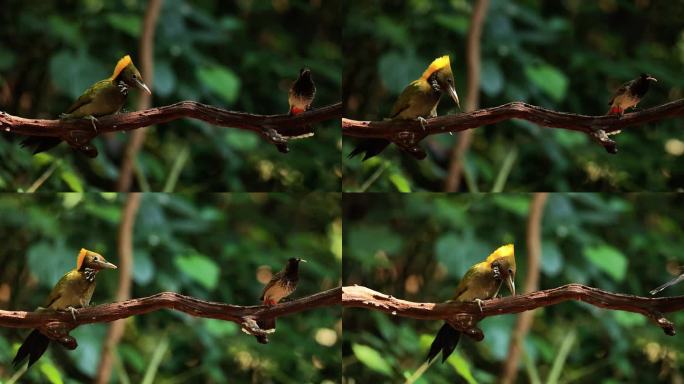 大黄冠啄木鸟 黑喉红臀鹎 同框觅食