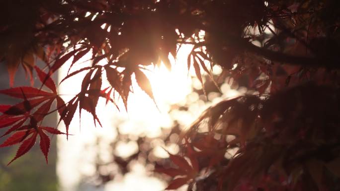 冲光红树叶夕阳