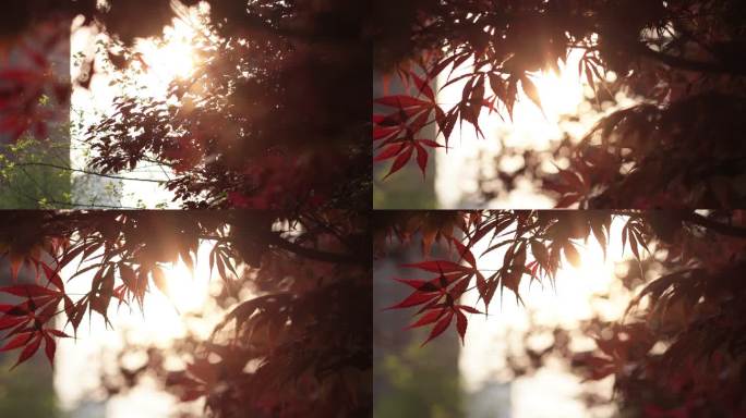冲光红树叶夕阳