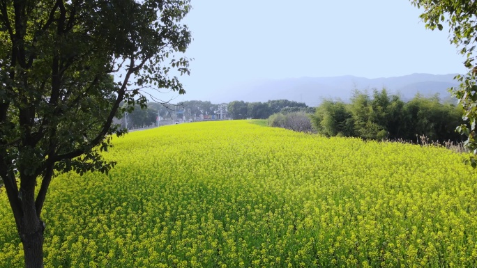 油菜花春景