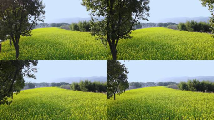 油菜花春景