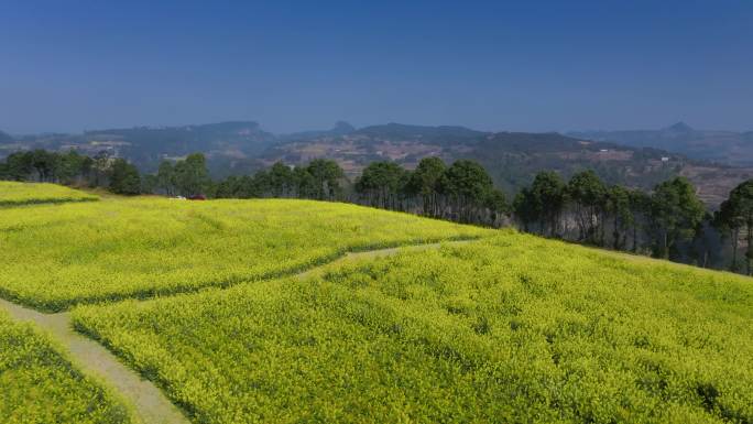 乡村振兴 美丽乡村 油菜花 绿水青山