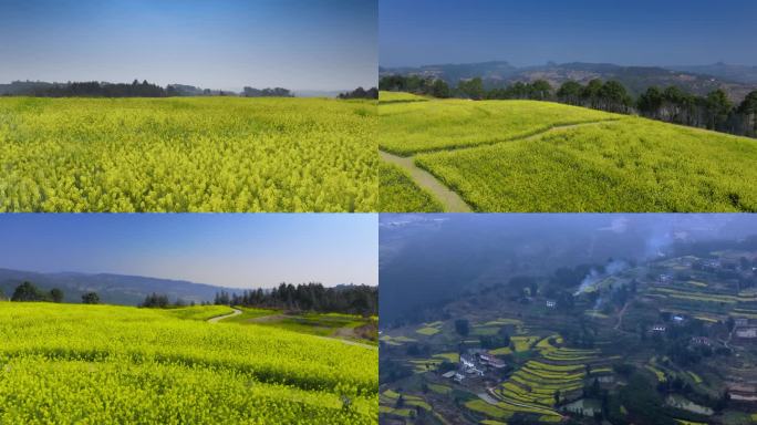 乡村振兴 美丽乡村 油菜花 绿水青山