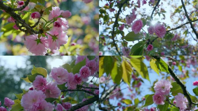 海棠花 春天 春暖花开