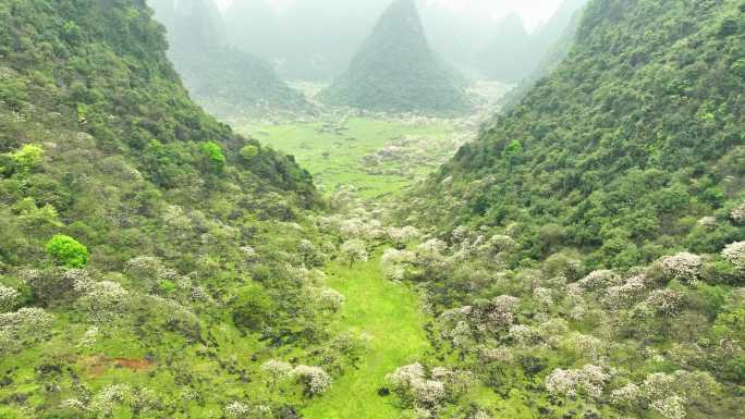 广西鹿寨山尖村天然牧场桐油花开春色满园