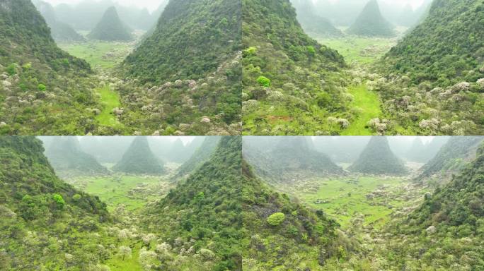 广西鹿寨山尖村天然牧场桐油花开春色满园