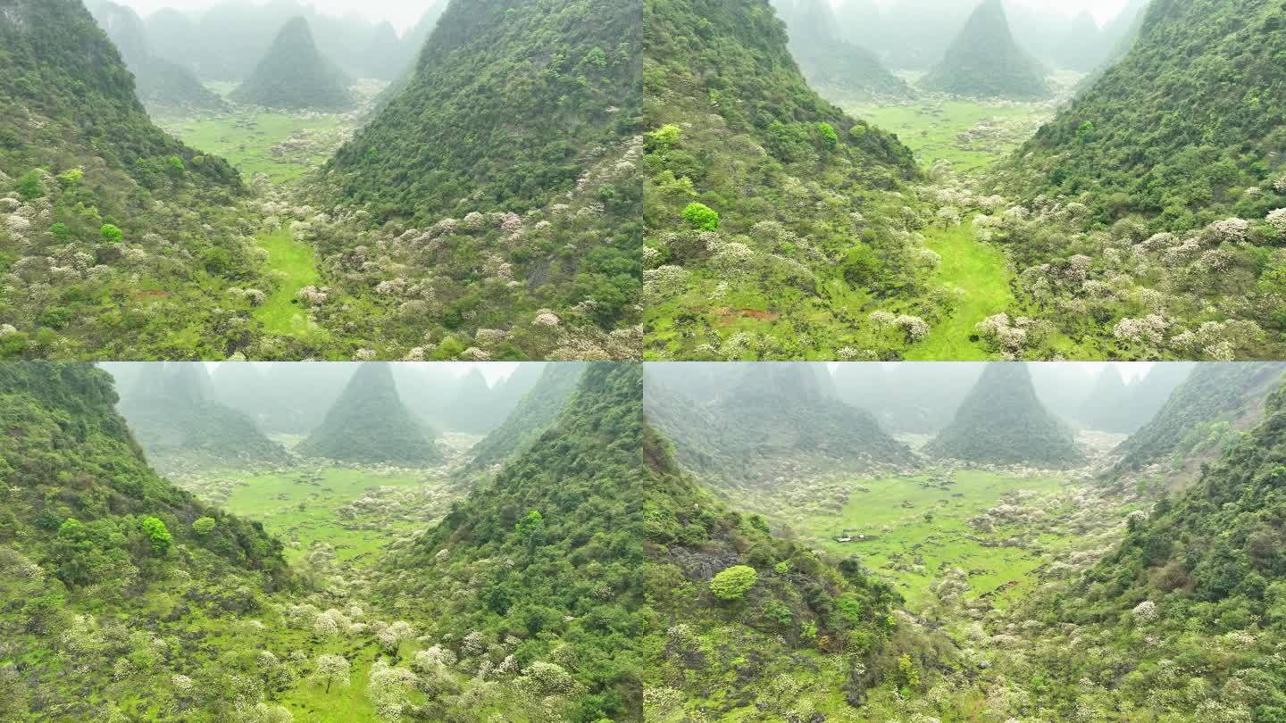 广西鹿寨山尖村天然牧场桐油花开春色满园