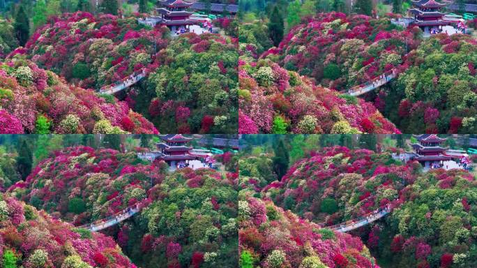 贵州毕节百里杜鹃景区航拍