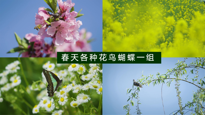 春花各种桃花油菜花樱花柳树鸟蝴蝶蜜蜂视频