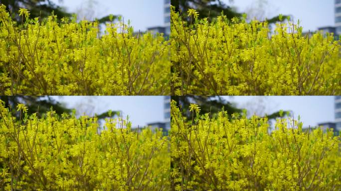 迎春花春天初春春暖花开