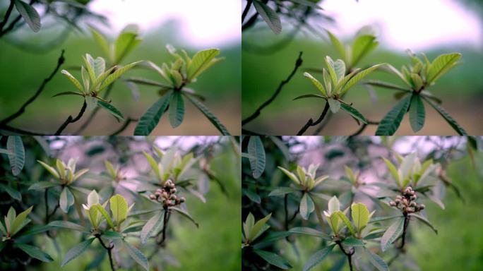 春天的枇杷叶枇杷树绿色三农植物果树4K
