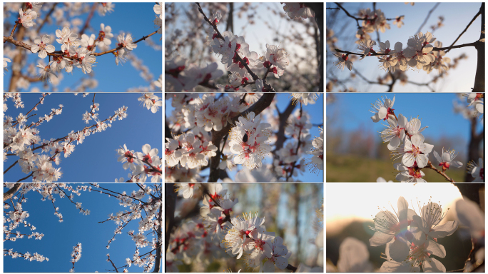 春天阳光下盛开的杏花