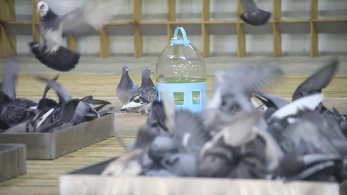 信鸽喂食赛鸽喂养鸽子公棚养训