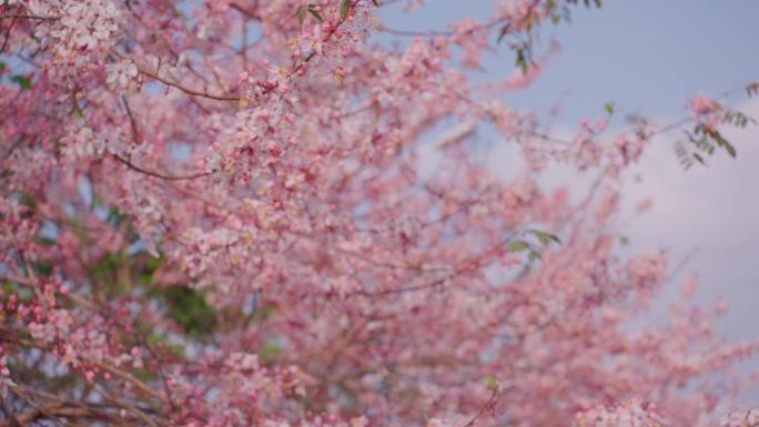 粉色樱花 春天观赏樱花 海棠花