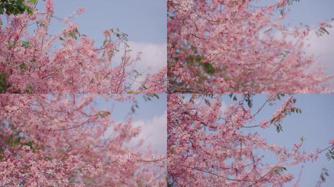 粉色樱花 春天观赏樱花 海棠花