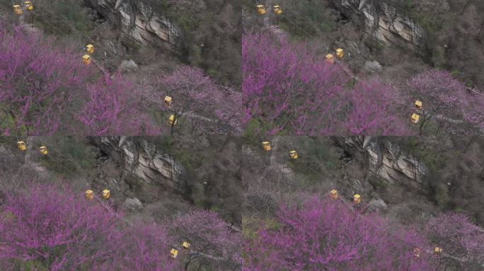 2024西安秦岭太平国家森林公园紫荆花开
