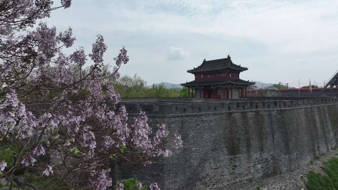 襄阳春天紫色泡桐花绽放开花城市自然风光