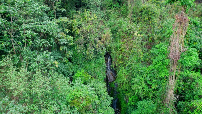 穿越热带原始森林山谷溪流航拍，h265