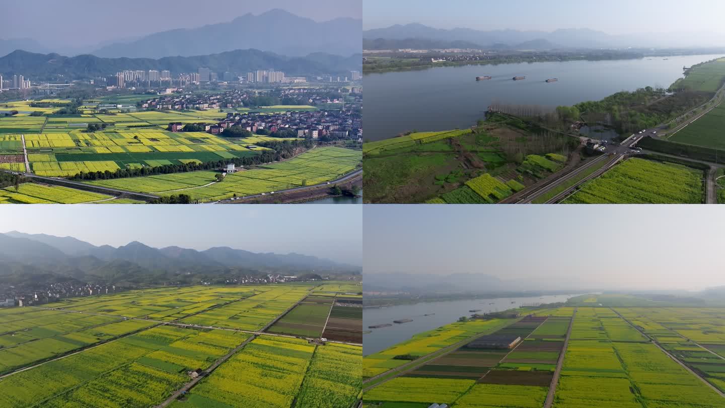 杭州市富阳区包家淇村油菜花田