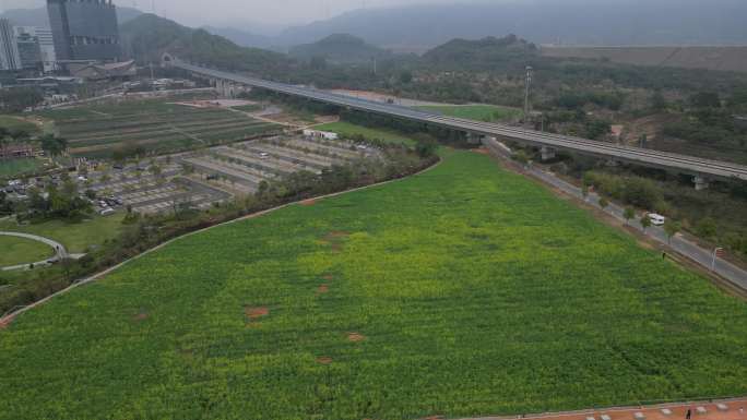 深圳光明小镇欢乐田园油菜花