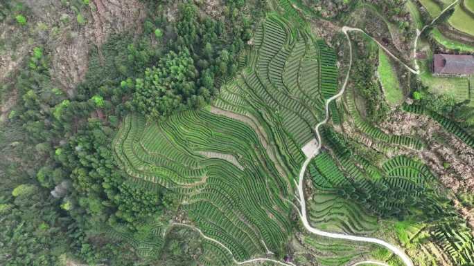 瓜卢山标准茶园 渠江源景区  白茶基地