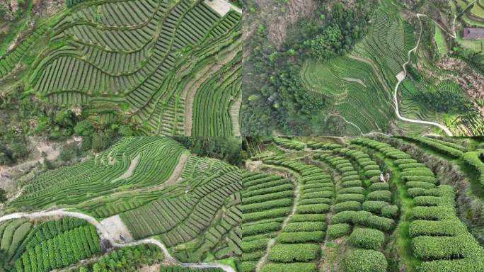 瓜卢山标准茶园 渠江源景区  白茶基地